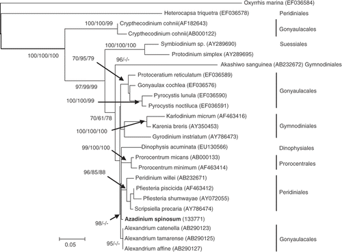Fig. 10. Maximum likelihood (ML) phylogenetic tree of the dinoflagellates inferred from cytochrome c oxidase (COI). Oxyrrhis marina was used as outgroup. Bootstrap values are given at the nodes in the following order: ML, Neighbor Joining and Maximum Parsimony.