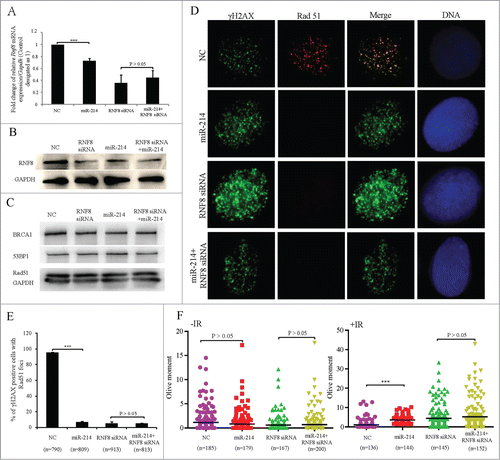 Figure 3. MiR-214 disturbs DNA damage response by downregulating RNF8 expression. A hundred nM MiR-214 mimics or RNF8 siRNAs were transfected individually or together into SKOV3 cells. Forty 8 or 72 h later, relative RNF8 mRNA (A) or protein (B) expression was detected by real-time PCR or Western blotting. The expression of downstream proteins 53BP1, BRCA1 or Rad51 in DNA damage response was also detected by Western blotting (C). Cells were treated with 5 Gy IR 72 h after transfection and then fixed for immunofluorescent staining for RAD51 and γH2AX. Representative images (D) and quantitative results (E) of RAD51 and γH2AX staining. Green,γH2AX; RAD51, Red; Blue, DNA; Bars = 10 μm. One-2 hours following treatment of cells with 5 Gy IR 72 h after transfection, neutral comet assay was performed to detect DNA damage. (F) Quantitative results were calculated by olive moment. n = the number of cells counted. ***P < 0.001, chi-square test (D), two-tailed t-test (A and F).