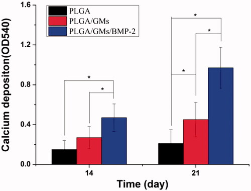 Figure 7. Calcium deposition after culturing in PLGA, PLGA/GMs and PLGA/GMs/BMP-2 scaffolds for 14 and 21 d. The data were represented as mean ± standard deviation (SD; n = 3; *p < .05).