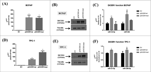 Figure 4. Effect of wild-type and mutated c.5438A>G (E1813G) DICER1 function in BCPAP and TPC-1 cells. Cells were transfected with empty vector (EV) and constructs expressing DICER1 wild-type (pDICER1wt) or mutated c.5438A>G (E1813G) (pDICER1mut) and 48 hours after transfection: (A) DICER1 mRNA and (B) protein levels were assessed in BCPAP cells by q-RT-PCR and western blot, respectively. (C) Expression of miR-33-5p and miR-362 to evaluate DICER1 function 48 hours post transfection in BCPAP cells. (D) mRNA and (E) protein levels of DICER1 in TPC-1 cells 48 hours after transfection with EV, pDICER1wt or pDICER1mut. (F) Expression of miR-21-5p and miR-296-5p to evaluate DICER1 function 48 hours post transfection in TPC-1 cells. Vinculin was used as loading control for western blot. RP18S and pseudogene U6 were used as housekeeping for q-RT-PCR of gene and miR expression, respectively. *p < 0.05, **p < 0.01.