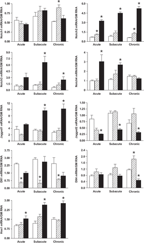 Figure 1. Left ventricular mRNA levels of different Notch receptor subtypes, Notch ligands, and the Notch target gene Hes1 of sham-operated rats (white bars, n = 4 at all time points) and post-MI rats in the acute (2 days), subacute (1 week), and more chronic phase (4 weeks) of HF after MI in non-ischemic (hatched bars) and ischemic (black bars) myocardium (n = 5 at all time points). The mRNA levels were analyzed by real-time quantitative PCR. Data are presented as ratios of the mRNA levels of the different components relative to the geometric mean (GM) of 18S rRNA, GAPDH mRNA, and P0 mRNA expression, mean ± SEM. *p < 0.05 vs. sham-operated group.