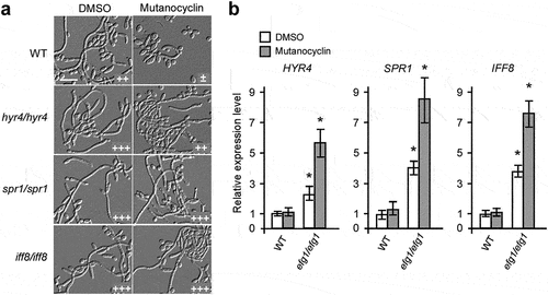 Figure 5. Three cell wall-related genes are identified as negative regulators in the presence of mutanocyclin. (a) Cellular morphologies of the hyr4/hyr4, spr1/spr1, and iff8/iff8 mutants in the presence of DMSO or mutanocyclin. C. albicans cells (1 × 104) were grown in Lee’s glucose medium containing DMSO or 32 µg/mL mutanocyclin, and incubated at 30°C for 24 hours. “±”, “++”, and “+++” represent 1–10%, 30–50%, and 50–70% of filamentous cells, respectively. Scale bar, 20 µm. (b) Relative expression levels of HYR4, SPR1, and IFF8 in efg1/efg1mutants treated with DMSO or mutanocyclin (32 µg/mL). The expression level of the WT strain treated with DMSO was set as 1. Error bars denote the standard deviation (SD). *P < .05 (Student's t test, two tailed).