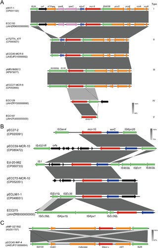 Figure 5. Synteny analysis for genetic environments of (A) mcr-9, (B) mcr-10, and (C) blaIMP-4. Identical regions are highlighted by dark grey rectangles (i.e. 100% similarity). Arrows with direction indicate the sense of transcription of genes, and Δ represents truncated sequences.