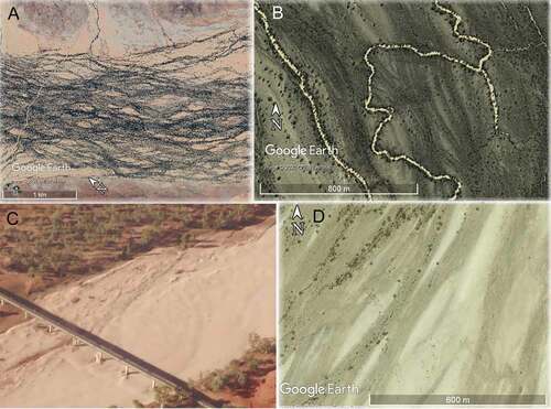 Figure 5. Four examples of LEB rivers which can appear braid-like, but are not braided. (a) Small trees along the flow paths show the anastomosing channels occupying the Arckaringa Creek valley; Western Rivers landscape zone (−27.94° 134.76°), flow left to right. (b) Two anabranch channels and a waterhole amongst the floodplain bars (mid-grey) and anastomosing floodways (dark grey) of Cooper Creek (−26.97° 141.90°), Stony Domes landscape zone, flow top to bottom. (c) A sand-bed channel contains recently transported white quartz sand, stranded as flat-topped bars at the close of flow. Finke River railway bridge (−29.93° 133.64°), width of white sand = 180 m; Uplands landscape zone, flow right to left. (d) Floodways (medium grey) anastamose around braid-like bars (pale grey); Diamantina River (−24.87° 140.59°), Vertic Downs landscape zone, flow top to bottom.