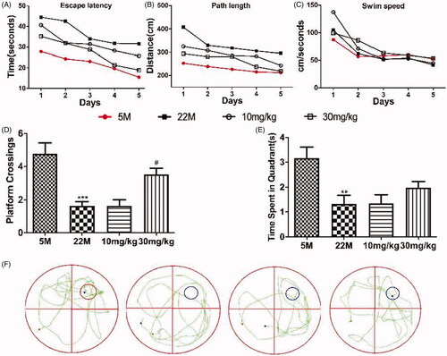 Figure 1. Effect of SPJ on cognitive impairment in ageing rats. (A) Escape latency (B) path length and (C) swim speed of SD rats during learning session. (D) Comparison of numbers of crossing over platform site on day 6. (E) Comparison of time spent in target quadrant on day 6. (F) Representative route on day 6. **p < 0.01 vs. 5 M group; #p < 0.05 vs. 22 M group.