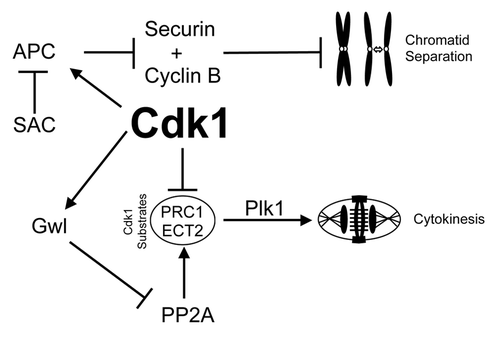 Figure 7. Mechanisms of mitotic decoupling by low-dose Cdk1 inhibitor. A summary of the possible mechanism of how cytokinesis can be induced without separation of chromatids. Briefly, reduced Cdk1 activity during mitotic entry results in reduced phosphorylation of Cdk1 target substrates (such as ECT2 and PRC1). Without this negative phosphorylation, these substrates can bind Plk1 and initiate cytokinesis. However, during this period the large number of incorrectly attached kinetochores would provide a strong SAC signal to suppress APC mediated degradation of cyclin B1 and securin, thereby preventing segregation of chromatids and maintaining Cdk1 activity.