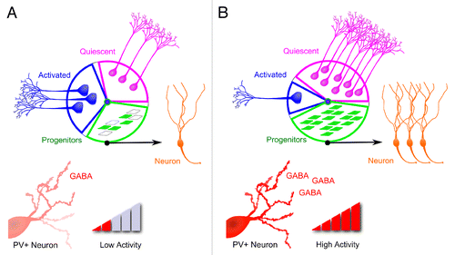 Figure 2. Diametric regulation of two sequential proliferative processes of adult hippocampal neurogenesis by PV+ neuron activity. Shown is a model of diametric regulation of quiescent neural stem cell activation, and survival and maturation of their proliferative neuronal progeny: during low activity within dentate gyrus (A), decreased PV+ neuron activity suppresses the survival of proliferating neuronal progenitors and simultaneously promotes expansion of the neural stem cell pool via symmetric cell division; conversely, when the activity in the dentate gyrus is high (B), activation of PV+ neurons promotes the survival and maturation of proliferating neuronal progenitors and inhibits quiescent neural stem cell activation.