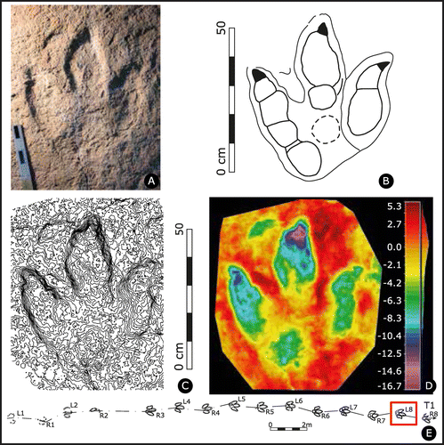 Figure 5. Jurabrontes curtedulensis holotype track SCR1500-T1-L8 (collection No.: MJSN-SCR011–553). (A) photograph of the specimen in the collection (scale 20 cm, grazing light from upper left); (B) outline drawing of the holotype; (C) contour lines with a spacing of 1 mm; (D) false-colour depth map (dark red is the highest point, dark purple the lowest); (E) map of trackway SCR1500-T1 with holotype track L8, indicated by red square.