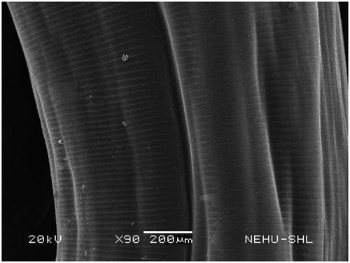 Figure 10. Body surface of A. perspicillum treated with A. oleracea extract. Shrinkage of the cuticle is evident.