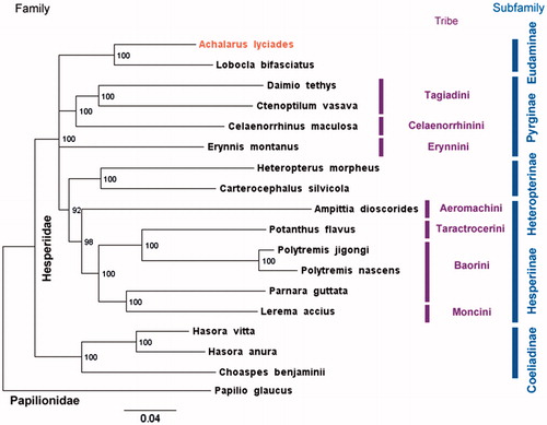 Figure 1. Maximum likelihood tree of complete mitogenomes of 18 Hesperiidae species rooted with Papilio glaucus (Papilionidae). Achalarus lyciades with mitogenome reported here is shown first. Numbers by the nodes show bootstrap support values and branches with bootstrap less than 50% are collapsed. GenBank accessions for sequences are: Ampittia dioscorides KM102732.1; Celaenorrhinus maculosa NC_022853.1; Daimio Tethys NC_024648.1; Erynnis montanus NC_021427.1; Hasora anura NC_027263.1; Hasora vitta NC_027170.1; Heteropterus morpheus NC_028506.1 Choaspes benjaminii NC_024647.1; Lerema accius NC_029826.1; Lobocla bifasciatus NC_024649.1; Carterocephalus silvicola NC_024646.1; Polytremis jigongi NC_026990.1; Polytremis nascens NC_026228.1; Potanthus flavus NC_024650.1; Parnara guttata NC_029136.1; Ctenoptilum vasava NC_016704.1; Papilio glaucus NC_027252.