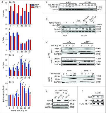 Figure 2. TET1-deficiency diminishes cell cycle arrest and attenuates γH2A.x formation in response to ionizing radiation. (A) Cell cycle analysis of control and TET1-deficient A172 cells. DNA content was measured using flow cytometry and average number of cells in each phase are shown 0, 1, 3, 20, 30, and 48 h following 4Gy IR; 3 independent experiments were conducted and error bars are SEM. Asterisks in G2/M plot denote significance compared with the 0 h untreated control using one-way ANOVA and the Dunnett post-test (*P < 0.05, **P < 0.01, ***P < 0.001, ****P < 0.0001, # P>0.05). Samples in (A) were split, and cyclin B1 levels were measured by Western blotting (B); GAPDH was used as loading control and 2 independent experiments were conducted. (C) Cyclin B1 levels following transfection with overexpression vectors encoding control (β-gal), human TET1 catalytic domain (TET1-cd), or FLAG-tagged mouse TET1 catalytic domain (FLAG-TET1-cd) 48 h following 0 or 4 Gy IR was assessed by Western blotting; 2 independent experiments were conducted. (D) Western blot showing levels of γH2A.x, total H2A.x, and GAPDH in control and TET1-deficient A172 cells 0, 1, 4, and 24 h following 4 Gy IR. (E) Western blot showing FLAG-TET1-cd, γH2A.x, and GAPDH in TET1-deficient A172 cells 4 h following 0 or 4 Gy IR. (F) Immunodotblotting of 5hmC in genomic DNA from HEK293 cells overexpressing β-gal, TET1-cd, or FLAG-TET1-cd.