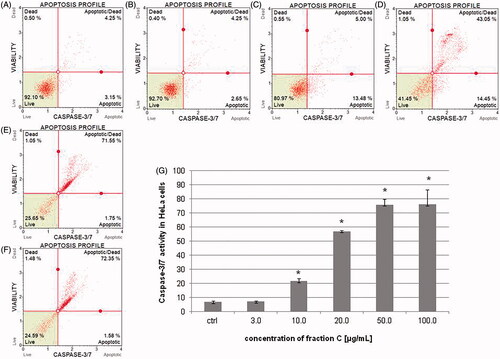 Figure 4. The activity of caspase-3/7 measured after 24 h of incubating the HeLa cells with fraction C. The cells were treated with methanol (1% v/v) as control (ctrl, A) and fraction C at the concentrations of 3 (B), 10 (C), 20 (D), 50 (E), and 100 µg/mL (F). The results are presented as mean values of three independent repeats (G). Error bars represent standard deviations. Significant differences relative to the control are marked with an asterisk ‘*’ (p < 0.05).