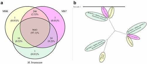 Figure 2. de novoanalysis of Mb7 and MbK genomes (a) Venn diagram representing the comparison of orthogroups found in Mb7, MbK and the reference genome Metarhizium brunneum 4556 (Asm1342620v1), conducted by Venny 2.1 tool [Citation56]. Orthologous proteins were identified with OrthoFinder. (b) Gene tree (using OrthoFinder program) of representative orthogroup (OG0000096; annotation - Alkaline proteinase) for differential gene count between MbK, Mb7 and the reference genome; Scaled by branch length.