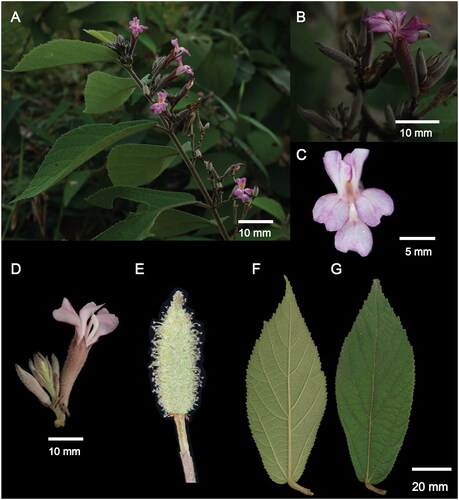 Figure 1. Morphological characters of Helicteres hirsuta. (A, B) – inflorescence, axillary or terminal, cymose 2–5 flowers; (C, D) – flower, short pedicel, calyx tubular to campanulate, densely villous to hirsute, calyx lobes 5, unequal, 5 petals, unequal in length, whitish pink or purplish, darker at base of limb, lower 3 petals slightly longer than upper pair; (E) – fruits, ovoid to ellipsoid, with 5 longitudinal lobes, densely villous, apex short-beaked, black when mature; (F) – underside of leaves, and (G) – upperside of leaves, blades narrowly lanceolate to narrowly oblanceolate, abaxially densely yellow brown puberulent. Photograph credits: Nguyen Hoang Danh (A – G).