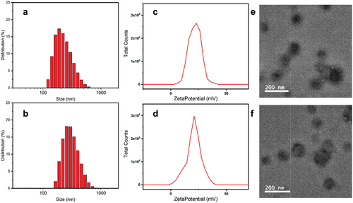 Figure 6. Hydrodynamic sizes (a, b), zeta potentials (c, d) and transmission electron microscopy images (e, f) of the blank nanoparticles (a, c, e) and drug-loaded nanoparticles (b, d, f).