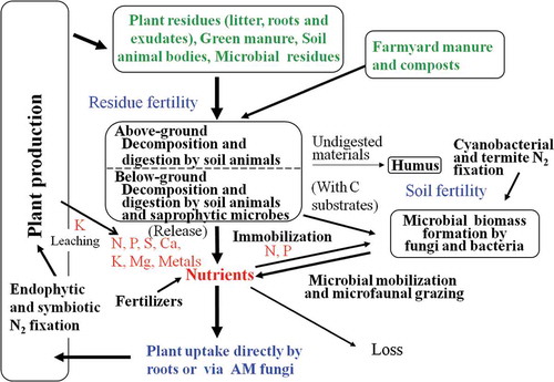 Figure 2 The Ecosystem Fertility scheme for humid tropical ecosystems.