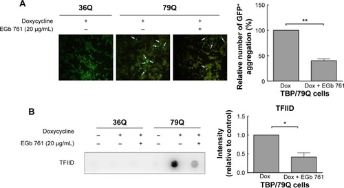 Figure 4 Suppression of protein aggregation by EGb 761 in the TBP/79Q-EGFP cells.