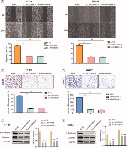 Figure 3. The effects of LINC00858 on the migration and invasion of HT-29 and SW837 cells. (A) The wound-healing assays showed that transfection of LINC00858 siRNAs reduced the migratory abilities of HT-29 and SW837 cells. (B and C) The invasive cell numbers of HT-29 and SW837 cells transfected with LINC00858 siRNAs were significantly decreased using transwell invasion assays. (D and E) N-cadherin and vimentin in HT-29 and SW837 were detected by western blot assays. * p < .05, **p < .01.