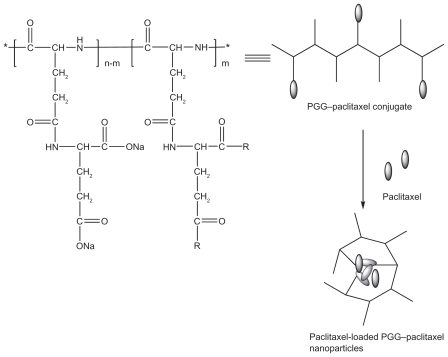 Figure 1 Schematic of formation of free paclitaxel-loaded PGG–PTX nanoparticles.Abbreviations: PGG, poly(L-γ-glutamylglutamine); PTX, paclitaxel.