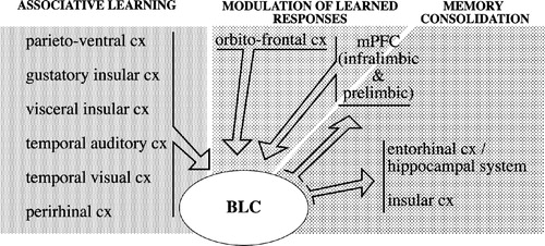 Figure 2 Simplified diagram depicting BLC-cortical interactions within the context of acquisition, modulation and consolidation of stress-related memories. Inputs from a broad range of associative sensory cortical areas, representing all sensory modalities, converge in the BLC. Multifaceted information relative to specific events can then be associated with its emotional valence. The BLC mediates long-term consolidation of stress-related memories through its projections to several cortical (and subcortical, not shown) regions. Finally, projections from prefrontal cortex to the amygdala are thought to modulate the expression of learned responses on the basis of the current valence of specific stimuli. For the sake of simplicity, the list of the cortical areas included is not intended to be comprehensive and the complexity of their connections with the amygdala is not fully represented. References are in the text.