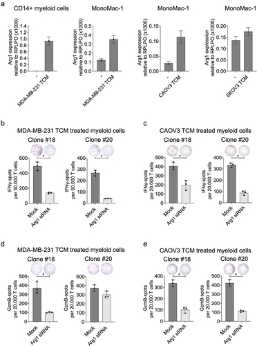 Figure 3. CD8+ Arg1-specific T cells target autologous myeloid cells in an Arg1-expression-dependent manner. (a) Arg1 expression in CD14+ monocytes from a random healthy donor ± MDA-MB-231 TCM treatment (1 mL, 48 hrs) and MonoMac-1 ± MDA-MB-231 TCM, CAOV3 TCM or SKOV3 TCM treatment (1 mL, 48 hrs) evaluated by RT-qPCR analysis. Arg1 expression was measured relative to large ribosomal protein (RPLPO) expression in technical triplicates. (b-e) Responses of Arg1-specific T cell clone #18 and #20 to (b,d) MDA-MB-231 TCM treated or (c,e) CAOV3 TCM treated Arg1 siRNA or mock transfected autologous CD14+ cells as assessed in (b-c) IFNγ Elispot and (d-e) Granzyme B (GzmB) Elispot. E:T ratio of (b,d) 2:1 and (c,e) 4:1. Representative Elispot wells of responses against Arg1 siRNA or mock transfected autologous CD14+ cells. *p ≤ .05. All bars represent the mean values ± SD.