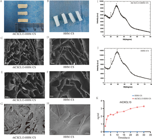 Figure 1 Physical characteristics and performance of HHM/CS and rhCXCL13-HHM/CS scaffolds: (A and B) Photographs of HHM/CS and rhCXCL13-HHM/CS scaffolds respectively. (C-F) SEM images revealing the scaffolds comprise hydroxyapatite microspheres in a porous three-dimensional network structure. ((C and D) scale bar=50um, (E and F) scale bar=20um). (G and H) SEM images of BMSCs adhesion on the scaffolds. The surface of the rhCXCL13-HHM/CS scaffold shows more adsorbed BMSCs, while fewer BMSCs are observed on the surface of the HHM/CS scaffold. (I and J) XRD of HHM/CS and rhCXCL13-HHM/CS scaffolds. (K) RhCXCL13 cumulative release curve in PBS solution over 35 days in vitro (n = 3).