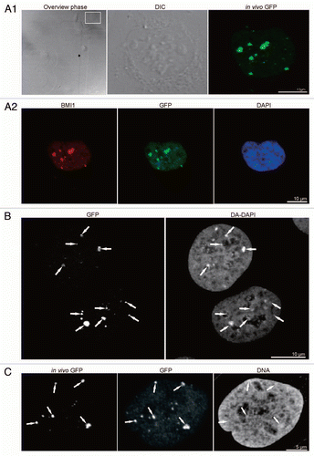 Figure 1 Correlation of live cell imaging and fluorescence immunocytochemistry, and correlation of “PcG bodies” fluorescence with DA/DAPI staining and DNA immunofluorescence. (A1) U-2 OS BMI1-GFP cells were imaged in vivo in gridded Petri dishes. Live cell images are shown consecutively: localization of the cells in phase contrast, with the chosen cell of the interest being delineated in the rectangle (overview phase), differential interference contrast microscopy of the cell of interest (DIC), and Z-projection of fluorescence of GFP-tagged BMI1 protein in the same cell (in vivo GFP). (A2) Subsequently, the cells were aldehyde fixed, permeabilized and immunolabeled with antibodies. Maximum intensity projections of BMI1 (BMI1) and GFP (GFP) signals are shown. DNA was counterstained with DAPI (DAPI, middle confocal section). The in vivo fluorescence signal of the PcG bodies matches well both the BMI1 and GFP immunofluorescence signals. (B) Counterstaining of the fixed and permeabilized U-2 OS BMI1-GFP cells with DAPI in combination with distamycin A (DA/DAPI) to show the co-localization of increased DNA density with the PcG bodies identified with an anti-GFP antibody (GFP). The highest intensities of DA/DAPI fluorescence on maximum intensity projection co-localized with the fluorescence of the PcG bodies (white arrows). (C) Live cell imaging of the PcG bodies (in vivo GFP) was, after weak fixation accompanied by the use of 2% Triton X-100 treatment, correlated with the GFP (GFP) and DNA (DNA) immunocytochemistry images. The anti-DNA labeling revealed a high accumulation of DNA in the PcG bodies (white arrows).