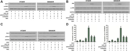 Figure 8 ASK1/JNK/Bcl-2 pathway in miR-138 and oxaliplatin co-treated HT29/R and SW480/R cells. (A) MiR-138 enhanced the phosphorylation of ASK1 in oxaliplatin-treated (10 μM) HT29/R and SW480/R cells, whereas plasmid-PDK1 or NAC (2 mM) inhibited the ASK1 phosphorylation. (B) Effect of miR-138, plasmid-PDK1, oxaliplatin (10 μM) and NAC (2 mM) on changing the phosphorylation of JNK in HT29/R and SW480/R cells. (C) Effect of miR-138, plasmid-PDK1, oxaliplatin (10 μM) and NAC (2 mM) on changing the phosphorylation of Bcl-2 in HT29/R and SW480/R cells. (D) miR-138 enhanced oxaliplatin-induced (10 μM) apoptosis of HT29/R and SW480/R cells, whereas plasmid-PDK1 or NAC (2 mM) decreased the apoptotic rate of them.Notes: Data were expressed as mean±SD. *P<0.05 vs NCO group, #P<0.05 vs oxaliplatin+NCO group, &P<0.05 vs oxaliplatin+miR-138 group.Abbreviations: NCO, negative control oligonucleotides; NAC, N-acetylcysteine; PDK1, pyruvate dehydrogenase kinase 1; ASK1, apoptosis signal-regulating kinase 1; JNK, c-Jun N-terminal kinase; Bcl-2, B-cell lymphoma-2.