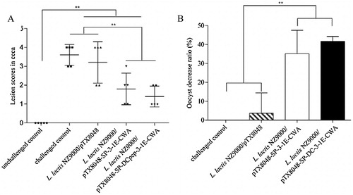 Figure 6. Immune efficacies by oral immunization with live recombinant L. lactis NZ9000 expressing DCpep-3-1E fusion protein. Chickens in each group were orally inoculated with L. lactis NZ9000/pTX8048, L. lactis NZ9000/pTX8048-SP-3-1E-CWA and L. lactis NZ9000/pTX8048-SP-DCpep-3-1E-CWA, each with a 100 μl volume containing 1 × 1010 CFU recombinant bacteria for three consecutive days at 2-week intervals for a total of three immunizations. Chickens in unchallenged control group and challenged control group were both orally fed with 100 μl PBS (pH 7.2). At 54 days of age, all chickens except in the unchallenged control group were orally challenged with 2 × 104 E. tenella sporulated oocysts. Ten chickens from each group were selected to assess lesions in caeca on day 7 post infection (PI) according to the reported method (Johnson & Reid,Citation1970). (A). Faeces from ten chickens in each group were respectively collected between days 7 and 11 PI to count oocyst shedding per chicken. Calculation of oocyst decrease ratio was calculated as follows: (the number of oocysts from challenged control chickens − vaccinated chickens)/challenged control chickens ×100%. (B). Data are expressed as mean ± SD. *p < 0.05, **p < 0.01.