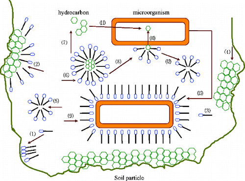 Figure 3. Uptake of hydrophobic hydrocarbon by microorganisms.