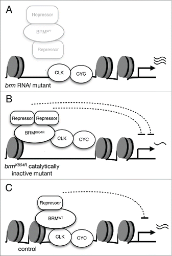 Figure 2. The effects of two classes of brm mutants on CLK-activated transcription. (A) Knockdown of brm via RNAi results in the reduction of both catalytic and non-catalytic functions. The decrease in catalytic activity leads to lower nucleosome density as compared to control, and decrease in non-catalytic function impairs recruitment of repressive complexes. As a result, CLK-activated gene expression is elevated. (B) Expression of catalytically-inactive BRMK804R protein results in decreased nucleosome density. The more open chromatin allows for an augmented effect of the non-catalytic function retained by BRMK804R, which may include recruitment of repressors. Experimental data suggests that interactors of BRM have a negative effect on CLK binding to the per promoter, and per expression is downregulated as a result of decreased CLK binding.Citation36 (C) Wild type BRM possesses both non-catalytic and catalytic functions that balance each other and serve to fine-tune CLK-activated transcription. Non-catalytic function of BRM may promote recruitment of proteins that have repressive effects on transcription. The over-recruitment of repressive factors is prevented by the catalytic function of BRM to maintain nucleosome density.