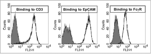 Figure 6 Exemplary samples of trifunctional binding of catumaxomab to CD3, EpCAM and FcγR on the target cells Jurkat, HCT-8 and THP-1. Antibody binding was assessed by flow cytometry at catumaxomab concentrations of 1.2–1.6 µg/ml. Negative controls were performed in the absence of catumaxomab (filled histograms). Cell bound catumaxomab was detected via phycoerythrin (PE) labelled goat anti-mouse IgG (Jurkat cells) or goat-anti-rat IgG (HCT-8 cells) secondary detection antibodies. For THP-1 cells F(ab′)2 fragments of PE-labelled donkey-anti-rat IgG were used to avoid binding interference of secondary detection antibody with FcγR.