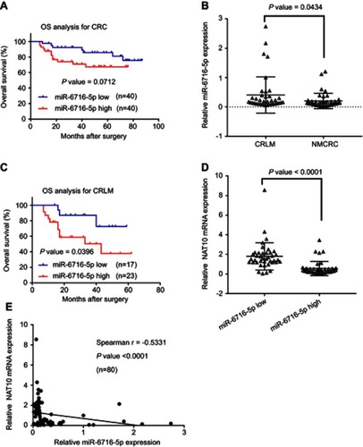 Figure 3 miR-6716-5p level was correlated with liver metastasis and survival of CRC patients. (A) Kaplan–Meier analysis for overall survival (OS) rate between miR-6716-5p high-expression group and miR-6716-5p low-expression group in CRC patients. (B) Relative miR-6716-5p level was analyzed between non-metastatic CRC (NMCRC) patients and CRC with liver metastasis (CRLM) patients. (C) Kaplan–Meier analysis for OS rate between miR-6716-5p high group and miR-6716-5p low group in CRLM patients. (D) Relative NAT10 mRNA expression was analyzed between miR-6716-5p high group and miR-6716-5p low group. (E) Correlation between miR-6716-5p level and NAT10 mRNA level was calculated according to Spearman’s rank correlation coefficient in CRC specimen (n=80). CRLM represents CRC with liver metastasis. NMCRC represents non-metastatic CRC. (B, D) The Mann–Whitney U test was used to compare the levels of NAT10 mRNA or miR-6716-5p between groups and horizontal line was the mean value in two groups, respectively.