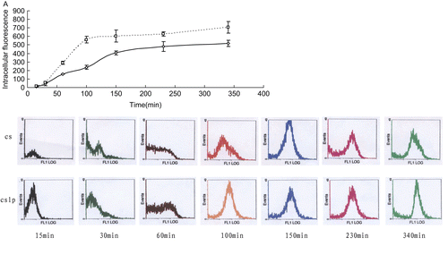 Figure 6.  The uptake dynamics of ASON in COS7. (A) Total intracellular fluorescence of COS7 after being co-cultured for various times with FAM-modified ASON combined to chitosan (□) and chitosan-coated liposomes (◊). (B) Flow cytometric profiles of COS7 after being co-cultured with FAM-modified ASON combined to chitosan (cs) and chitosan-coated liposomes (cslp) for 15, 30, 60, 100, 150, 230, and 340 min (from left to right).