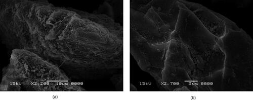 Figure 3. SEM image of PXM (a), and PXM-NS10 (b).