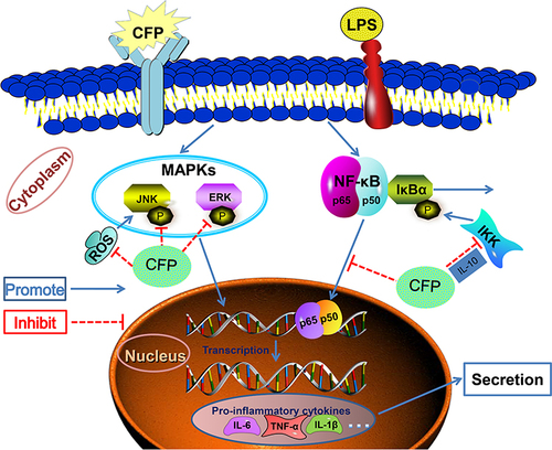 Figure 7 A suggested anti-inflammatory mechanism by CFP in LPS-induced THP-1 macrophages. CFP exhibited anti-inflammatory properties through attenuating NF-κB and MAPK pathways.