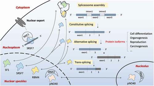 Figure 2. Four members of the ZCCHC family are associated with pre-mRNA splicing. Constitutive splicing is the process of removing intron, while alternative splicing takes part in the selection of exons. Together with other mRNAs, trans-splicing is performed. A spliceosome is assembled during the process. Splicing-associated proteins localize in some special nuclear compartments named nuclear speckles, meanwhile can be released into the nucleoplasm once activated. ZCCHC17/pNO40 is a ribosome protein located within the nucleolus, but it can shuttle to nuclear speckles and bind to splicing factor SRSF2 indirectly affecting the splicing process. ZCCHC21/RBM4 is a critical RNA binding protein (RBP) which decides the inclusion or omission of exons by interacting with the cis-regulatory elements. Apart from its role in alternative splicing, evidence shows that it can also regulate trans-splicing. ZCCHC20/SRSF7 is also RBP, and it acts to regulate constitutive and alternative splicing of various proteins on binding the exon/intron splicing enhancer (ESE/ISE) region of pre-mRNA. SRSF7 also mediates mature mRNA nuclear export by recruiting NXF1. ZCCHC25/SF1, however, participates in the pre-spliceosome assembly