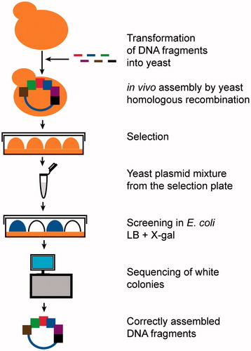 Figure 1. Rapid assembly of DNA overlapping multifragments (RADOM) in yeast. The figure shows the key steps of the improved DNA assembly method exploiting homologous recombination in yeast and screening in E. coli for rapid DNA assembly. First, DNA fragments are assembled in yeast. Then, the mixture comprising the assembled plasmids from the entire yeast population is transformed into E. coli. Transformants are analyzed by blue-white screening on plates with X-gal. Blue colonies indicate an empty vector. White colonies are subjected to colony PCR and sequencing to identify the correctly assembled DNA fragments.