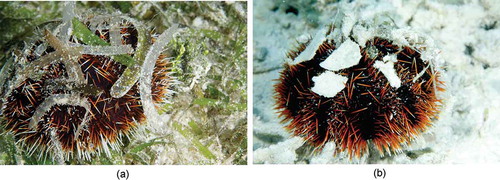Photo 3.3 A striped sea urchin (Tripneustes gratilla) covered and camouflaged with seagrass leaves in the seagrass-macroalgae microhabitat, feeding on both living and decomposing seagrass leaves (3.3 a). The same species covered with coral and skeletal debris on coral reefs, feeding on microbial and microalgal films (3.3 b). Photo by Jianguo Du in Xisha Islands, China.