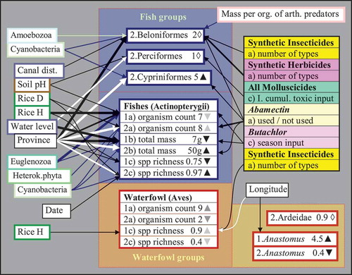 Figure 4. Data  variation of fish and waterfowl variables (vertebrates) as explained by independent predictors (invertebrate, plankton, biophysical, farm, and pesticide variables). Refer to legend of Figure 1 for an explanation of the arrows, numbering, and triangles. The figures represent (a) average organism counts during standardized observations per farm, (b) average total mass indices (in grams), and (c) average number of species. Correlations between fish and invertebrate or plankton variables are indicated by connecting lines with thicknesses corresponding to significances, dark lines indicating negative and light lines indicating positive correlations. arth. = arthropod; other abbreviations cf. Figure 2.