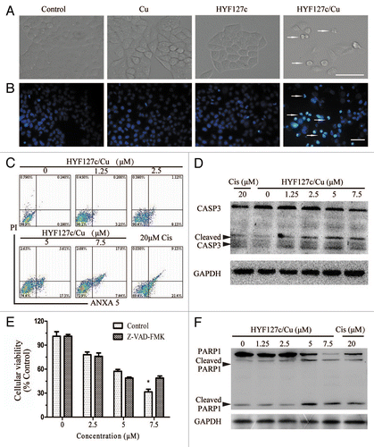 Figure 2. HYF127c/Cu induces apoptosis in HeLa cells. (A) Morphology changes in HeLa cells treated with HYF127c/Cu. Scale bar: 50 μm. (B) Nuclear changes in HeLa cells treated with HYF127c/Cu (arrows indicate the condensation of chromatins). Scale bar: 50 μm. (C) ANXA5-propidium iodide (PI) staining of HeLa cells treated with different concentrations of HYF127c/Cu. (D) Western blot results of CASP3 in HeLa cells treated with different concentrations of HYF127c/Cu. (E) Effect of z-VAD-fmk on cellular viability of HeLa cells treated with of HYF127c/Cu (n = 3, *P < 0.05). (F) Western blot results of PARP1 in HeLa cells treated with different concentrations of HYF127c/Cu.