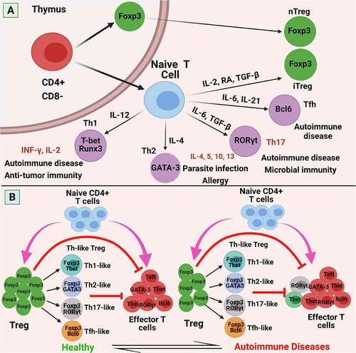 Figure 1. Classification, phenotypes, functional characteristics, and balance of Treg cells in the immune response. (a) Differentiation of naive CD4 + T cells into Tregs or effector T cells. The selection of naïve CD4 + T cells and natural Tregs occurs in the thymus. Naïve CD4 + T cells, subsequently, can differentiate into various different T cell subsets: Th1, Th2, Th17, induced Tregs (iTregs), in the periphery, all heralding distinct immunological functions. These differentiation programs are regulated by different cytokines. The transcription factors T-bet and Runx3, GATA3, or RORγt, are required to differentiate naive T cells into Th1, Th2, or Th17 cells, respectively. For example: T-bet (Th1 cells), GATA3 (Th2 cells), RORγt (Th17 cells), FOXP3 (Tregs). (b) In a healthy individual, the immune system is under regular homeostasis, can suppress autoreactive effector T cells and control a fine balance (left). Aberrant Treg plasticity, quantitative and functional deficiencies of Treg impair immune homeostasis and result in autoimmune diseases (right). Abbreviations: nTreg: natural Treg; iTreg: induced Treg; FOXP3: forkhead Box P3; RA: retinoic acid; CD: cluster of differentiation; IFN: interferon; IL: interleukin; RORγt: retinoid related orphan receptor γ; T-bet: T box transcription factor; TCR: T cell receptor; TGF-β: transforming growth factor-β; Th: T helper cell; GATA3: GATA-binding factor 3; Tfh: follicular helper T cells; Bcl: B-cell lymphoma 2. Figure was designed by Biorender.com program (https://biorender.com/). Accessed on 13 April 2021.