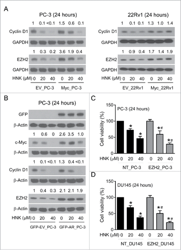 Figure 6. Effect of AR overexpression on c-Myc downregulation by HNK. (A) Western blots for Cyclin D1, EZH2, and GAPDH in EV_PC-3, Myc_PC-3, EV_22Rv1, and Myc_22Rv1 cells after 24 hour treatment with DMSO or the indicated doses of HNK. Numbers on top of bands are fold changes in levels relative to DMSO-treated EV_PC-3 or EV_22Rv1 cells. (B) Western blots for GFP, c-Myc, Cyclin D1, EZH2, and β-Actin in GFP-EV_PC-3 or GFP-AR_PC-3 cells after 24 hour treatment with DMSO or the indicated doses of HNK. Numbers on top of bands are fold changes in levels relative to DMSO-treated GFP-EV_PC-3 cells. Effect of stable knockdown of EZH2 on cell viability inhibition by HNK in PC-3 (C) and DU145 (D) cells and their corresponding controls. Results shown are mean ± SD (n = 6). Statistically significant compared with respective DMSO-treated control (*) or between groups at the same treatment (#) by one-way ANOVA with Newman-Keuls multiple comparisons test (P < 0.05).