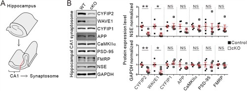 Figure 3. Normal synaptosomal expression levels of AD-related proteins, APP and CaMKIIα, in the hippocampal CA1 region of aged Cyfip2 cKO mice. (A) Schematic diagram showing the dissection of the CA1 region of the mouse hippocampus. (B) Representative immunoblot images and quantification of the expression levels of CYFIP2, WAVE1, CYFIP1, APP, CaMKIIα, PSD-95, and FMRP proteins in CA1 synaptosomal fraction of aged Cyfip2 cKO mice compare to control mice. Protein levels were normalized by either a neuron-specific protein, neuron-specific enolase (NSE), or GAPDH. NS, not significant. N = 5 mice.