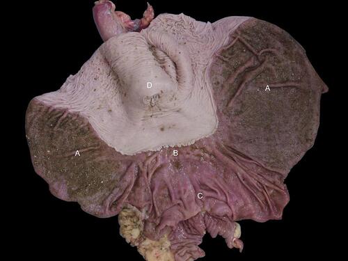 Figure 1 The normal equine stomach showing the four distinct anatomical regions. A, ventral fundus, B, cardia; C, pylorus; D, dorsal fundus. Image adapted with permission of Equine Veterinary Journal. Martineau H, Thompson H, Taylor D. Pathology of gastritis and gastric ulceration in the horse. Part 1: range of lesions present in 21 mature individuals. Equine Vet J. 2009;41(7):638–644.Citation23
