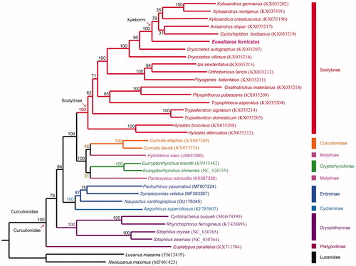 Figure 1. Phylogenetic tree of 33 weevil species including Euwallaceae fornicates (in this study, MT897842) and 2 Lucanid species based on the sequence of mitochondrial 13 protein-coding genes. The tree was reconstructed under the GTRGAMMA model implemented in RAxML v.8.1.17 (Stamatakis Citation2014). Nodal support confidence was estimated using a fast bootstrapping analysis with 1000 replicates in RAxML with the model GTRCAT.