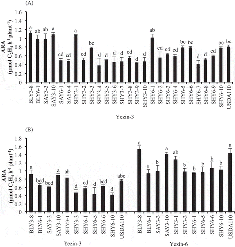 Figure 2. Effect of inoculation of Bradyrhizobium type B strains on ARA of Yezin-3 in the first screening (A), and Yezin-3 and Yezin-6 in the second screening (B) at 30 days after sowing. The histograms with the same letter at each variety are not significantly different at P < 0.05 (Tukey’s test). The bar on each histogram indicates SD.