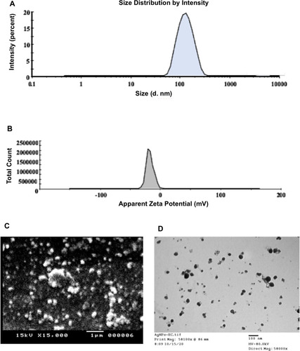 Figure 1 AgNPs reduced using ethyl cellulose. (A) Size distribution by the mean diameter as determined by DLS. (B) Apparent zeta-potential as determined by DLS. (C) SEM examination. (D) TEM observation.