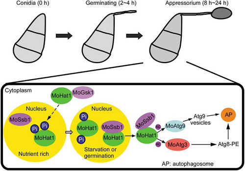 Figure 12. Model of MoHat1 acetylates Atg proteins to regulate functional appressorium formation and pathogenicity. Germination or starvation conditions induce acetylation-related autophagy, accompanied with the acetylation of MoAtg3 and MoAtg9, to form functional appressorium in M. oryzae. The yellow region indicates the nucleus and the other area in the black frame represent the cytoplasm. Under nutrient-rich conditions, MoHat1 keeps in a high phosphorylation level that affects its binding to MoSsb1 leading to its nuclear localization. During nutrient starvation conditions or appressorial development (germination), some MoHat1 alters the phosphorylation level itself in order to enhance its interaction with the chaperone protein MoSsb1, which is then translocated into the cytoplasm to function on acetylating MoAtg3 and MoAtg9. Acetylation of MoAtg9 enhances its binding ability with vesicles and acetylation on MoAtg3 promotes MoAtg8 conjugation to PE that regulates the autophagy process collectively. AP, autophagosome; Ac, acetylation.