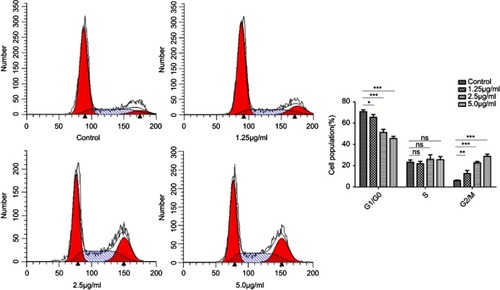 Figure 7 Cell cycle progression assay of HSFs treated with different concentrations of cuprous oxide nanoparticles (CONPs) for 24h. With the increasing concentration of CONPs, the percentage of cells in G2/M phase significantly increased, while the percentage of cells in GO/G1 phase notably decreased, yet the percentage of cells in S phase had no significant change. Column shows the quantitative measurements of the percentage of different cell cycles from three independent experiments. One way ANOVA were used to analyze data (*p<0.05, **p<0.01, ***p<0.001).